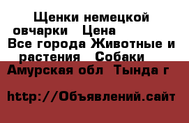 Щенки немецкой овчарки › Цена ­ 30 000 - Все города Животные и растения » Собаки   . Амурская обл.,Тында г.